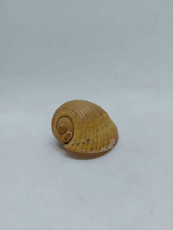 Επιτραπέζιο διακοσμητικό κοχύλι 8x11,5x8cm