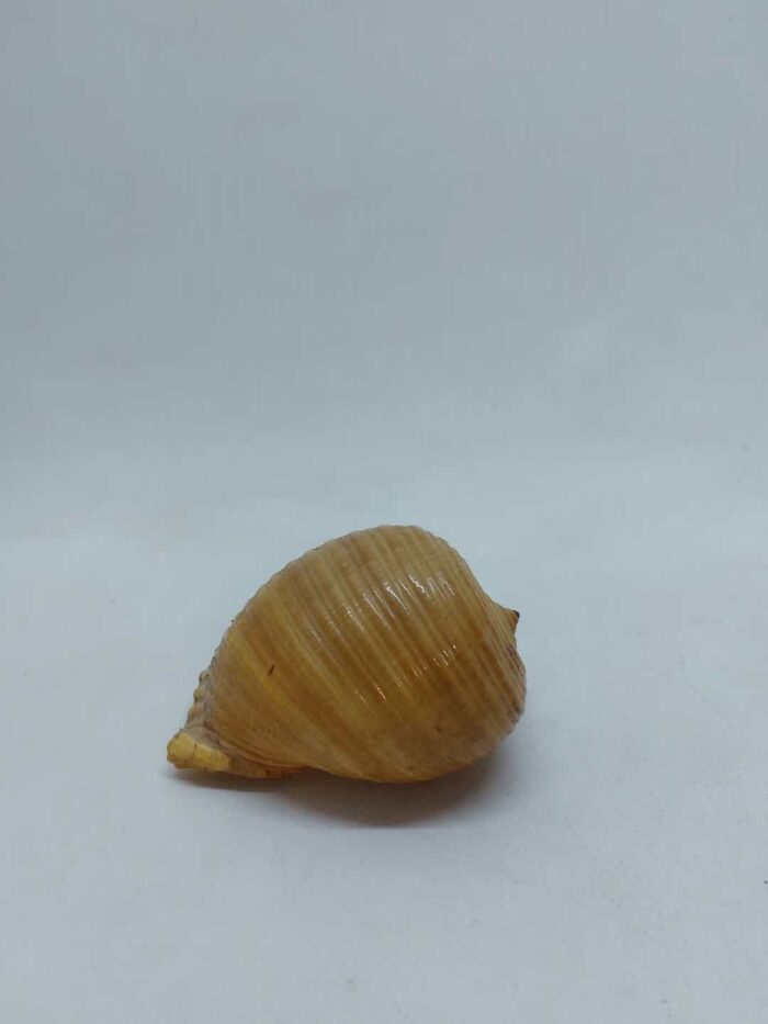Επιτραπέζιο διακοσμητικό κοχύλι 8x11,5x8cm - Image 3